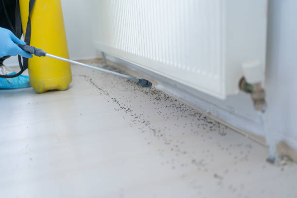 Best Pest Control Near Me  in Roxboro, NC